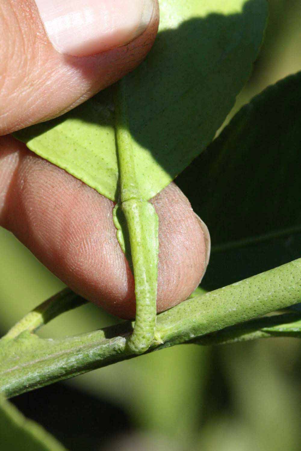              Petiole (Riverside, CA)       